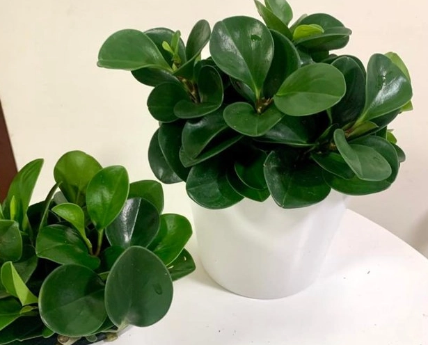 盆栽尺寸指南 盆栽尺寸指南