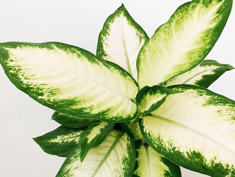 黛粉葉病蟲害防治