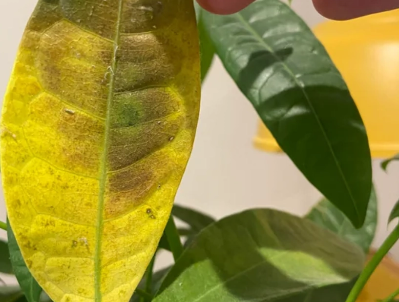 金錢樹黃葉原因