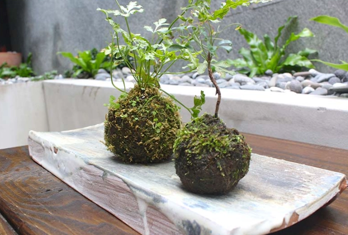 苔球發霉處理 苔球發霉處理