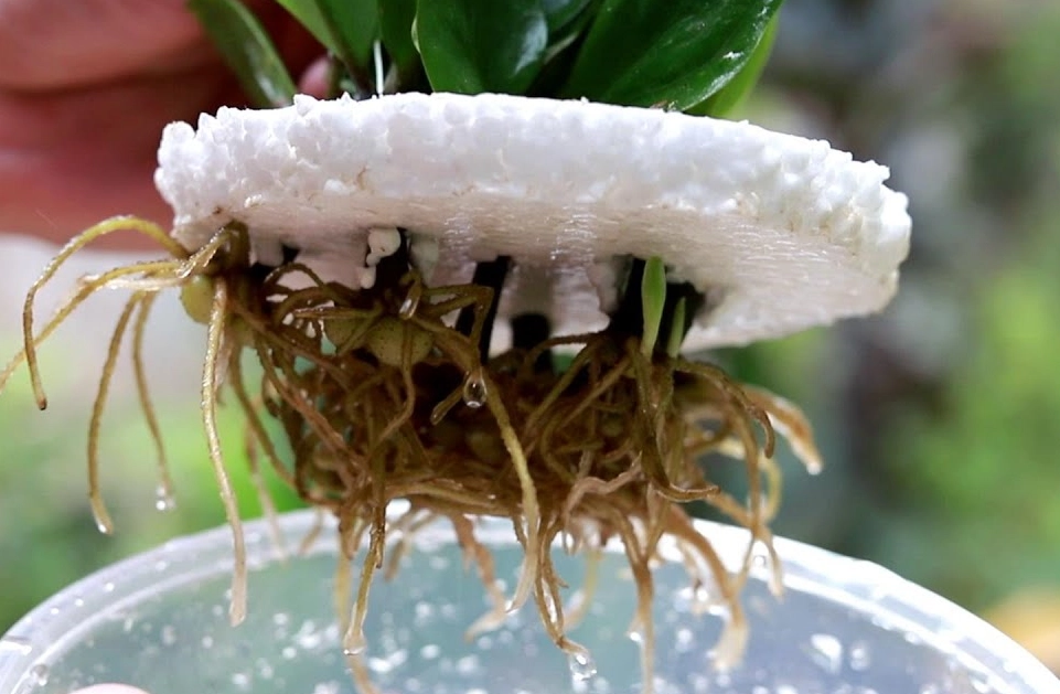 水耕金錢樹方法