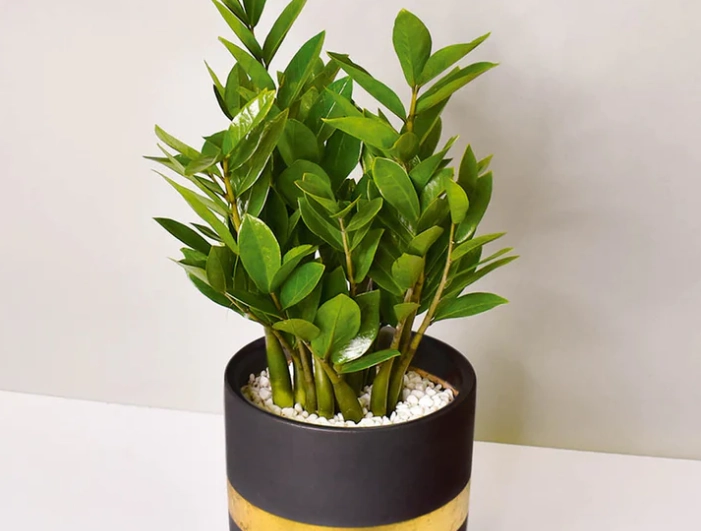 金錢樹照顧方法