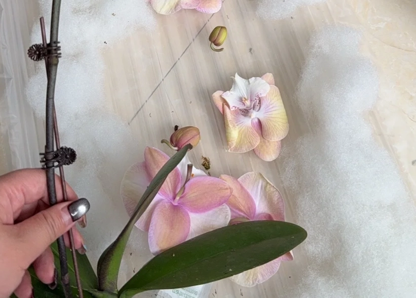 蘭花掉花苞 蘭花掉花苞