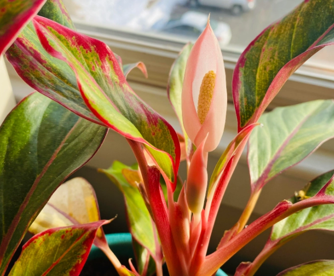 Dieffenbachia開花護理