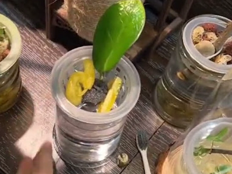 水耕金錢樹方法