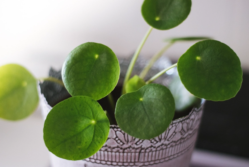 耐陰室內植物推薦