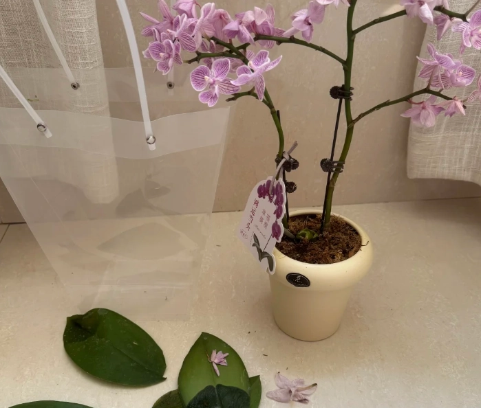 蘭花掉葉子 蘭花掉葉子