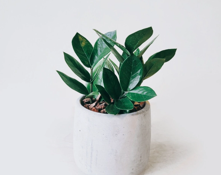 金錢樹放室內好處