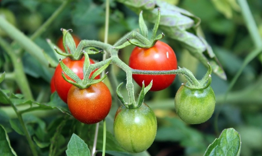 番茄生長週期