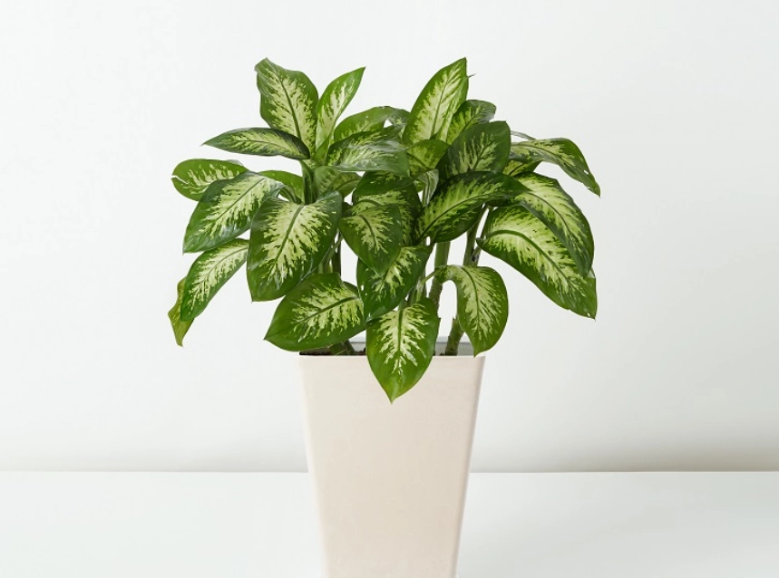 萬年青毒性症狀 萬年青毒性症狀