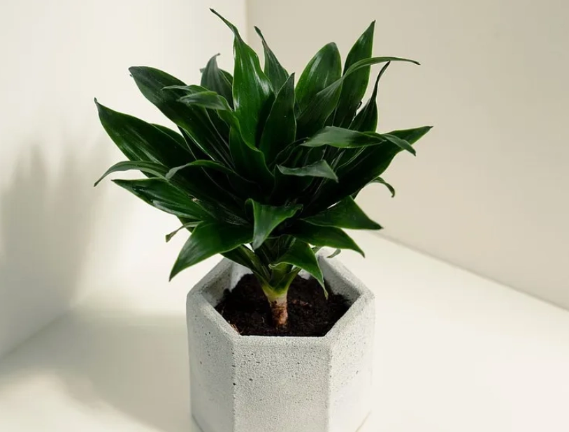 室內低光照植物