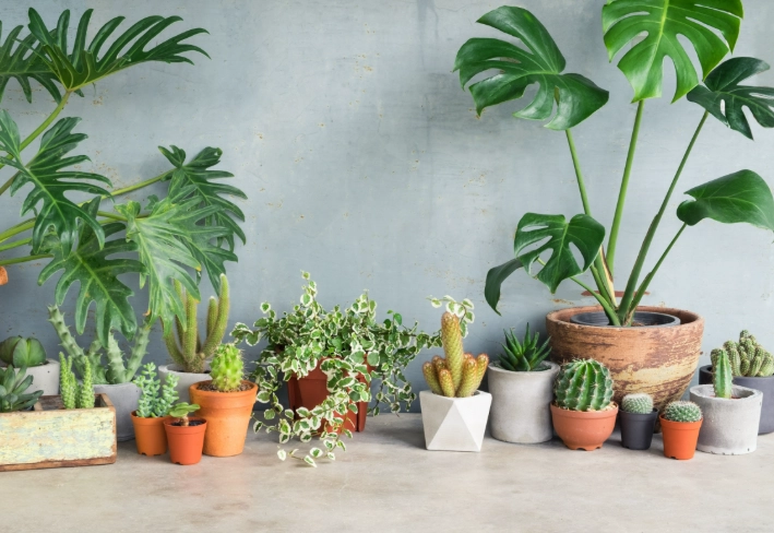 植物盆栽大小 植物盆栽大小