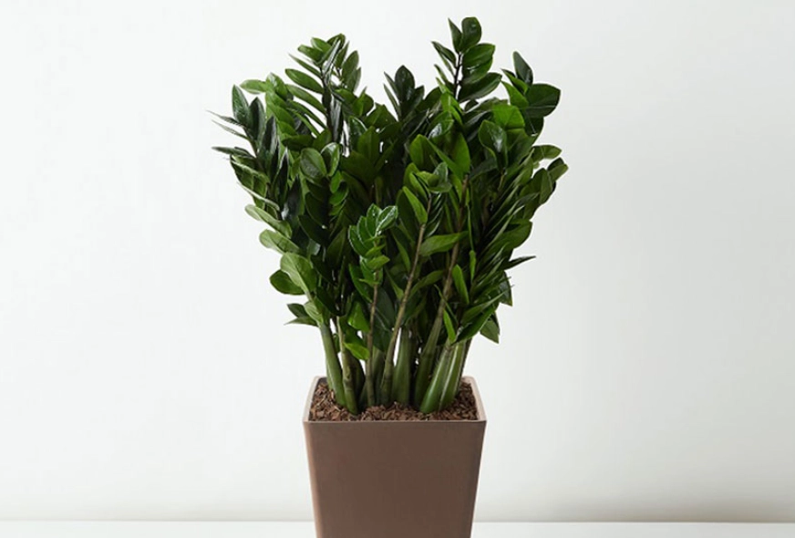 金錢樹繁殖技巧