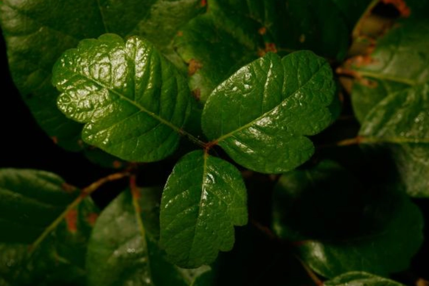 台灣常見有毒植物