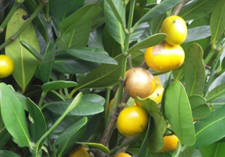 福木果實功效 福木果實功效