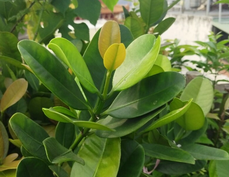 福木葉子黃化原因