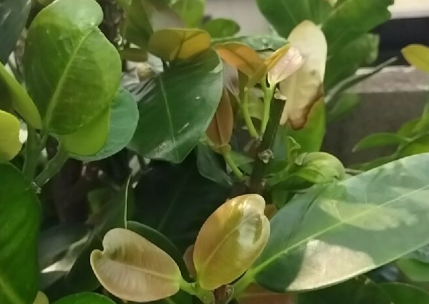 福木病虫害防治 福木病虫害防治