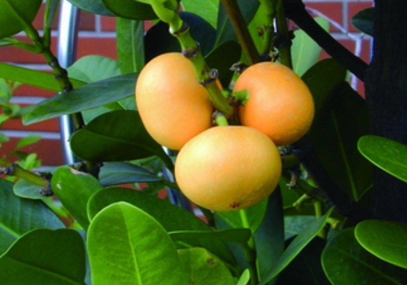 福木果實誤食處理