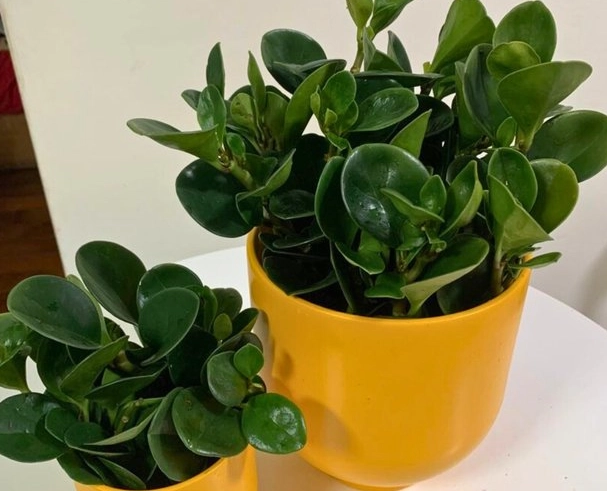 植物盆栽大小 植物盆栽大小