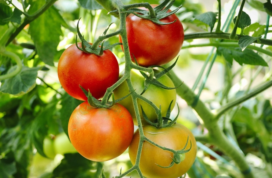 番茄植株高度控制