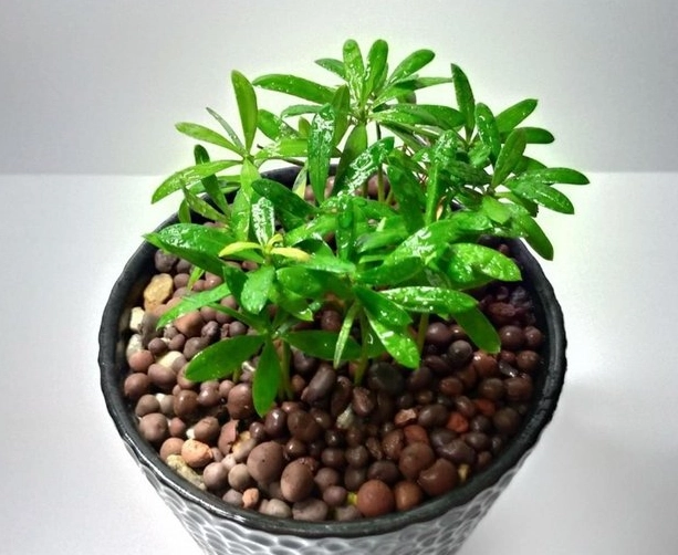 發泡煉石壞處 發泡煉石壞處