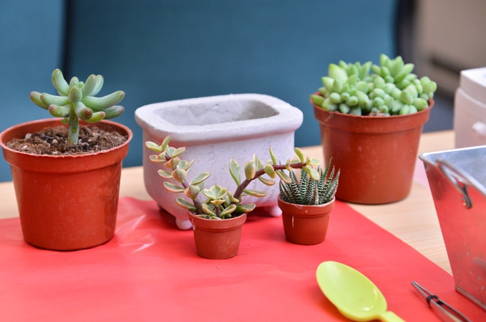 辦公室植物推薦