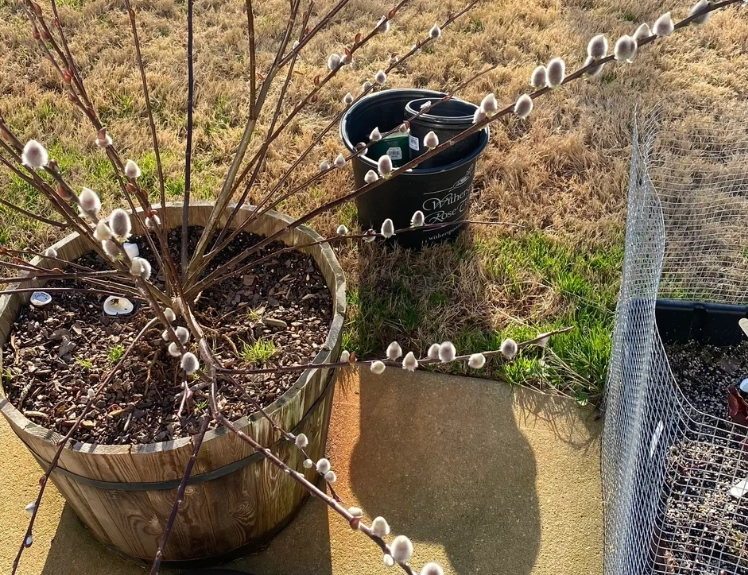 銀柳照顧技巧 銀柳照顧技巧