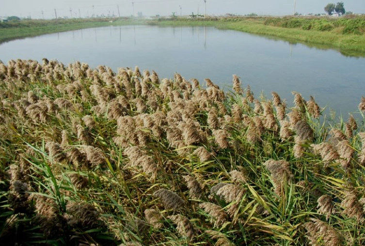 禾本科分類歷史