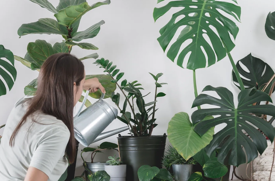 盆栽尺寸指南 盆栽尺寸指南