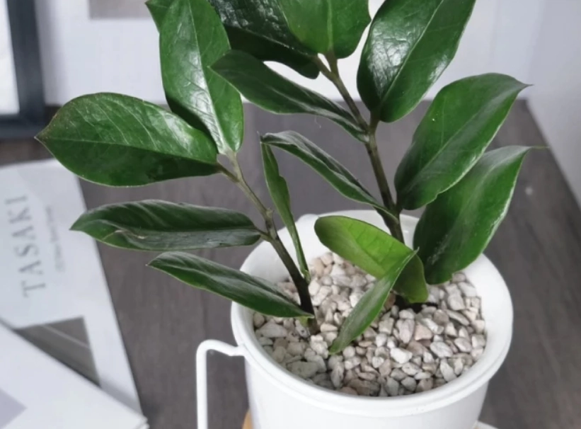 金錢樹風水 金錢樹風水