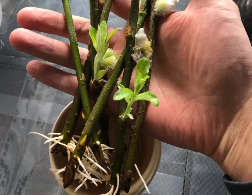 銀柳照顧技巧 銀柳照顧技巧