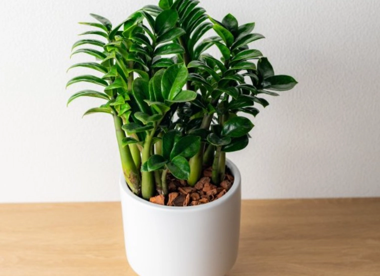 金錢樹照顧方法