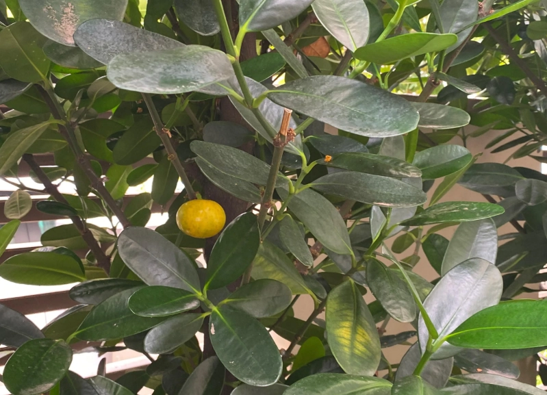 福木果實中毒症狀