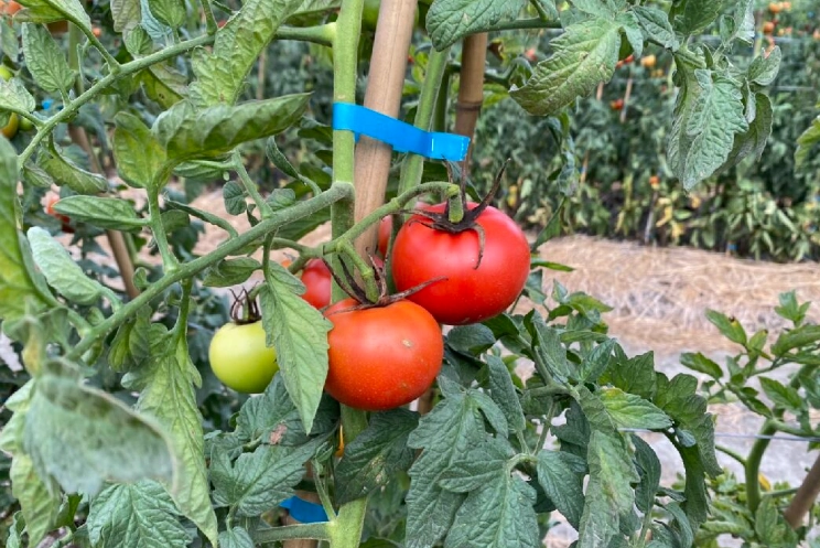 番茄種植時間 番茄種植時間