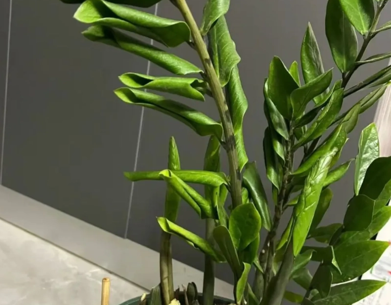 金錢樹葉子捲曲原因