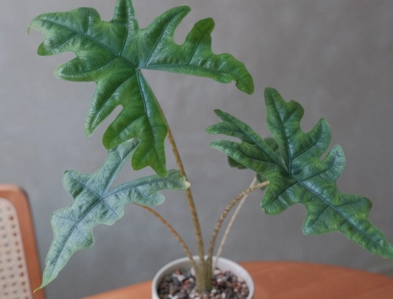 傑克林觀音蓮 養護 傑克林觀音蓮 養護