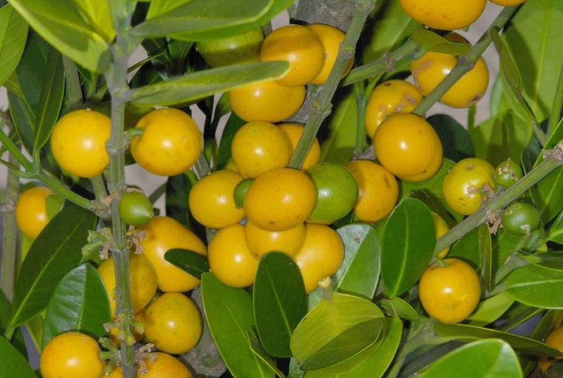 福木果實食用方法 福木果實食用方法