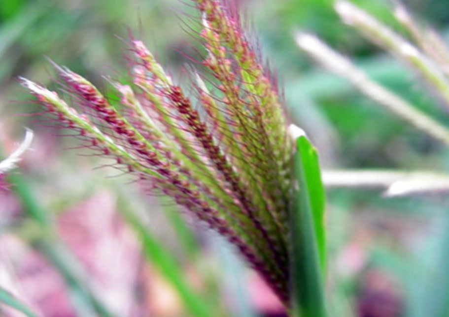 禾本科分類歷史