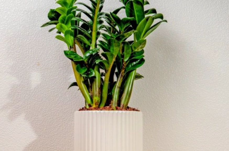 金錢樹修剪時機