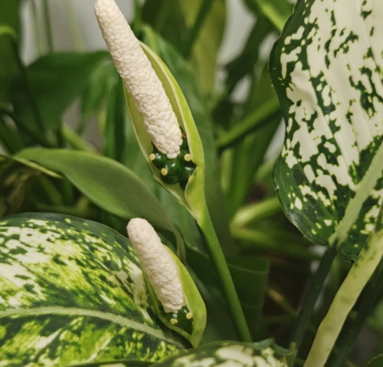 萬年青開花原因