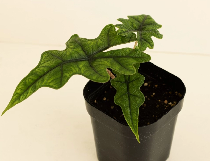 台灣 觀音蓮 栽培技巧 台灣 觀音蓮 栽培技巧