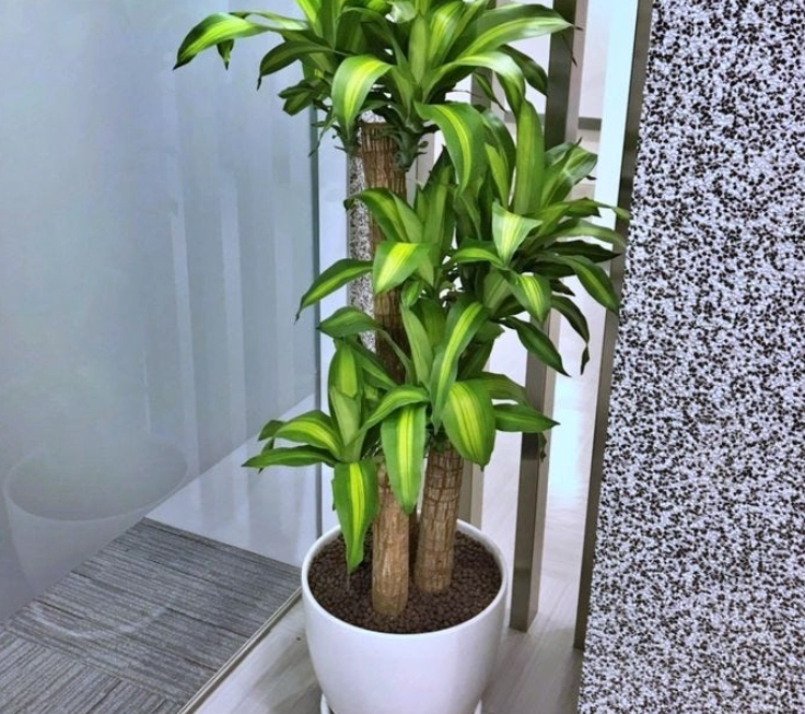 低光照室內植物