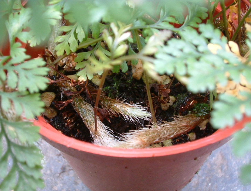 兔腳蕨象徵意義