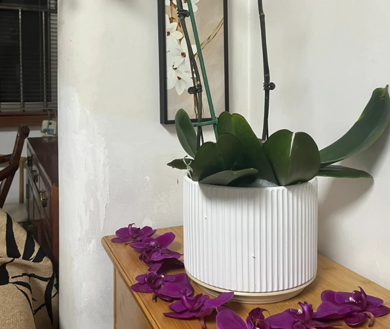 蘭花養護 蘭花養護