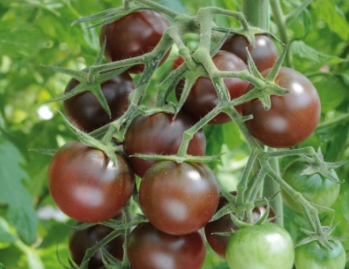 巧克力番茄種植方法