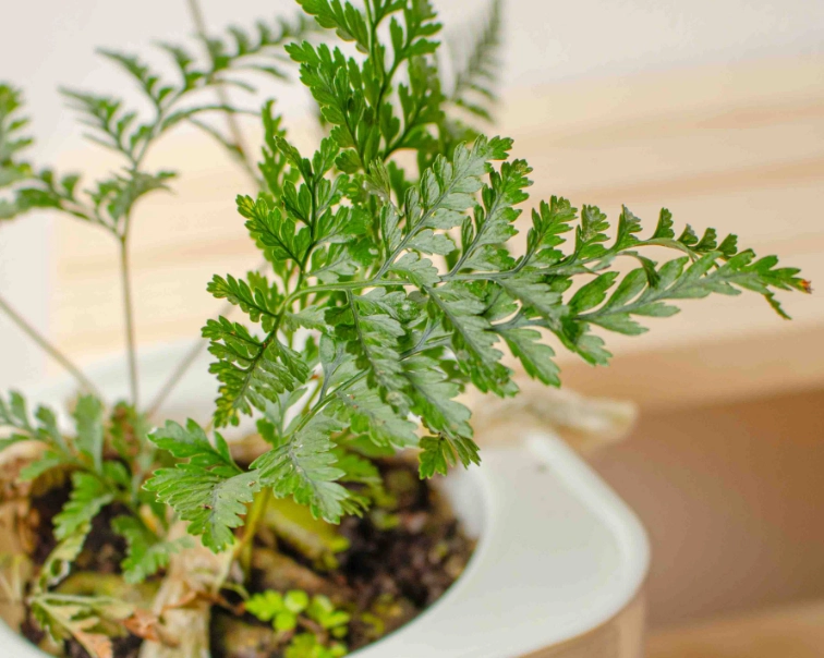 兔腳蕨分株方法