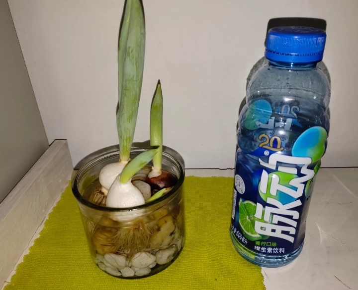 水培營養液配方