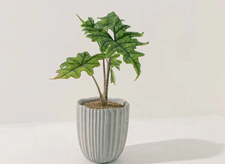 觀音蓮 品種介紹 觀音蓮 品種介紹