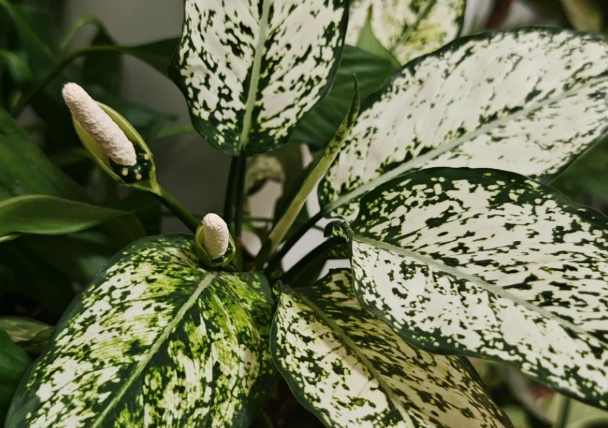 Dieffenbachia開花護理