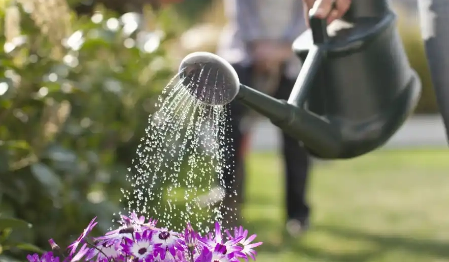 植物夏天澆水技巧